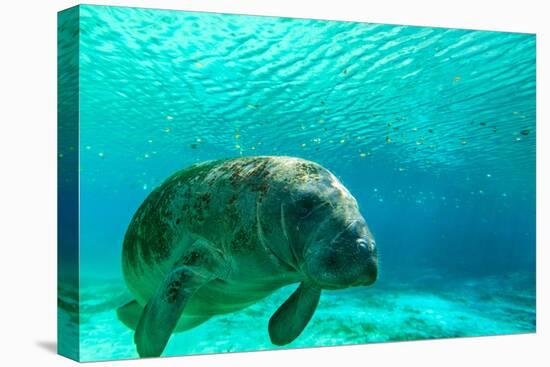 Manatee Swimming in Clear Water in Crystal River, Florida-James White-Premier Image Canvas