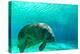 Manatee Swimming in Clear Water in Crystal River, Florida-James White-Premier Image Canvas