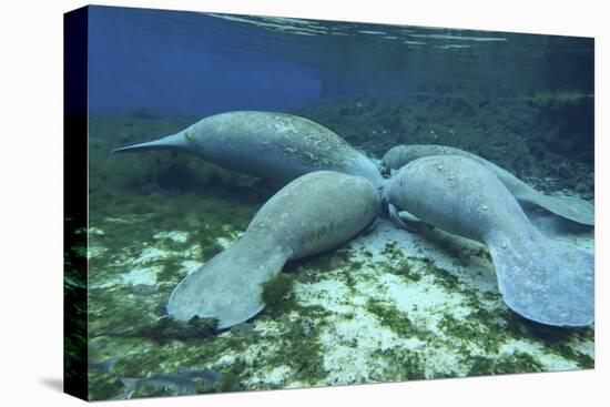 Manatees Congregate to Feed on Algae at Fanning Springs State Park, Florida-Stocktrek Images-Premier Image Canvas