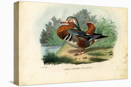 Mandarin Duck, 1863-79-Raimundo Petraroja-Premier Image Canvas