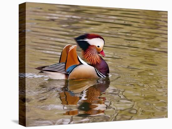 Mandarin Duck, Beijing, China-Alice Garland-Premier Image Canvas