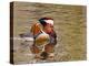 Mandarin Duck, Beijing, China-Alice Garland-Premier Image Canvas