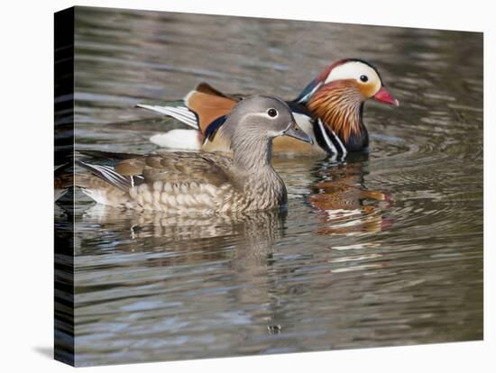 Mandarin Duck, Beijing, China-Alice Garland-Premier Image Canvas