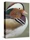 Mandarin Duck, Close up of Male Head, USA-John Cancalosi-Premier Image Canvas