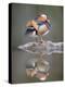 Mandarin Duck-null-Premier Image Canvas