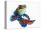 Mandarinfish-Martin Harvey-Premier Image Canvas