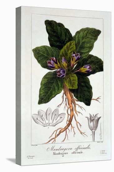 Mandragora Officinarum, 1836-Pancrace Bessa-Premier Image Canvas