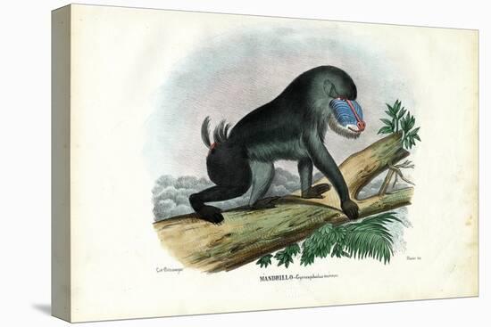 Mandrill, 1863-79-Raimundo Petraroja-Premier Image Canvas