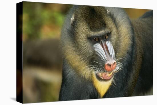 Mandrill Baboon Close-Up of Face-null-Premier Image Canvas