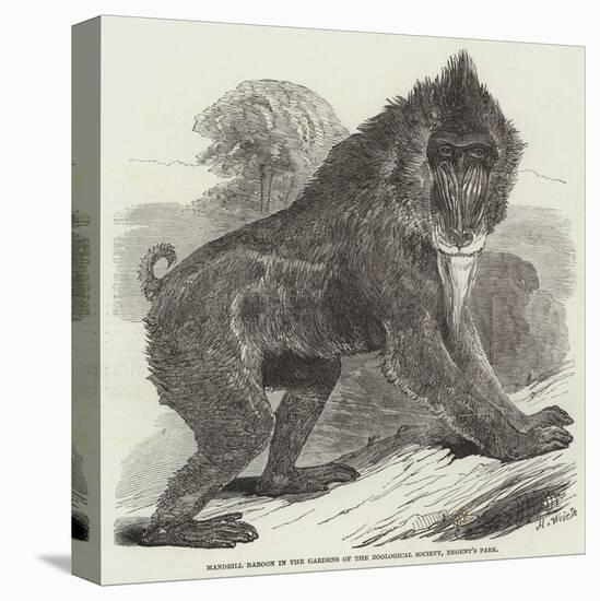 Mandrill Baboon in the Gardens of the Zoological Society, Regent's Park-Harrison William Weir-Premier Image Canvas