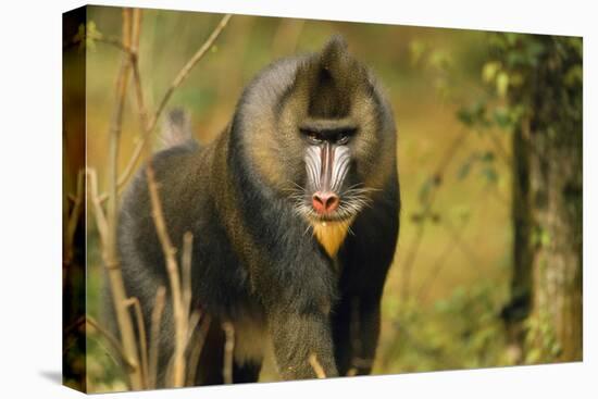 Mandrill Baboon-null-Premier Image Canvas