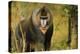 Mandrill Baboon-null-Premier Image Canvas