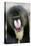 Mandrill Close-Up of Face-null-Premier Image Canvas