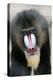 Mandrill Close-Up of Face-null-Premier Image Canvas