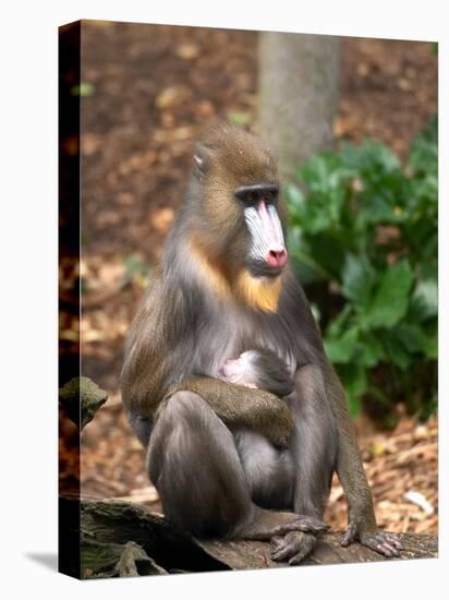 Mandrill Mother and Baby, Australia-David Wall-Premier Image Canvas