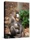 Mandrill Mother and Baby, Australia-David Wall-Premier Image Canvas