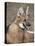 Maned Wolf, Argentina-Gabriel Rojo-Premier Image Canvas