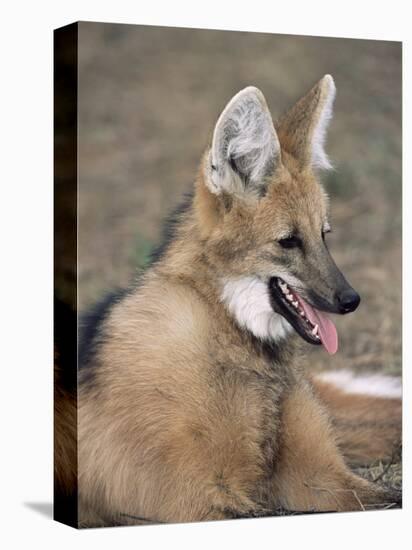 Maned Wolf, Argentina-Gabriel Rojo-Premier Image Canvas