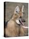 Maned Wolf, Argentina-Gabriel Rojo-Premier Image Canvas