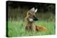 Maned Wolf (Chrysocyon Brachyurus) Looking Alert In Its Natural Habitat-Luiz Claudio Marigo-Premier Image Canvas