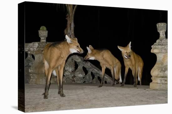 Maned Wolves (Chrysocyon Brachyurus) At Santurio Do Caraca, Where They Are Fed, At Night-Angelo Gandolfi-Premier Image Canvas