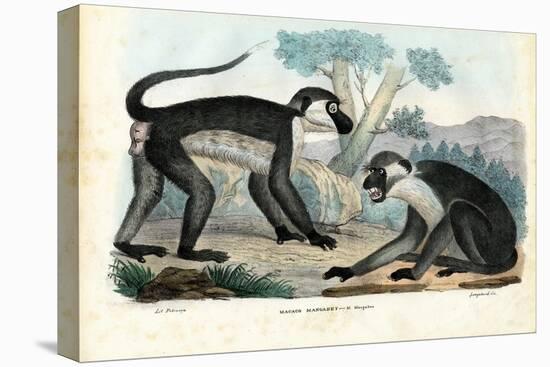 Mangabey, 1863-79-Raimundo Petraroja-Premier Image Canvas