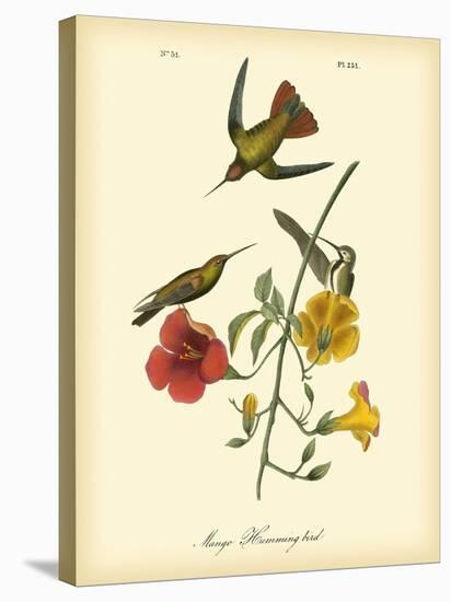 Mango Hummingbird-John James Audubon-Stretched Canvas