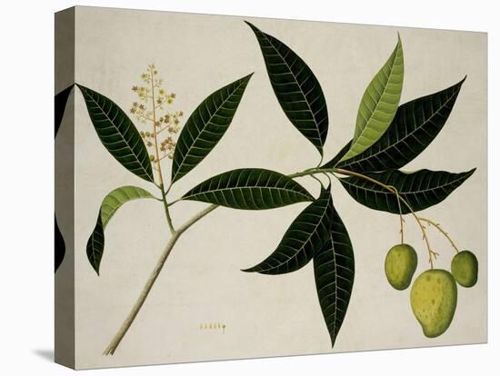 Mango Tree-null-Premier Image Canvas