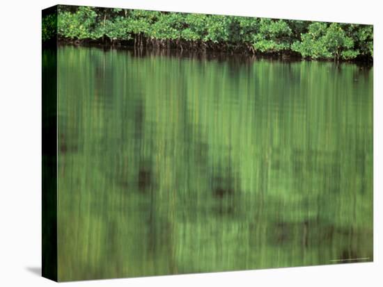 Mangrove, 10,000 Islands, Everglades, Florida, USA-Connie Bransilver-Premier Image Canvas