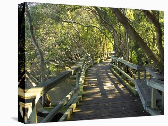 Mangrove Boardwalk, Botanic Gardens, Brisbane, Queensland, Australia-David Wall-Premier Image Canvas