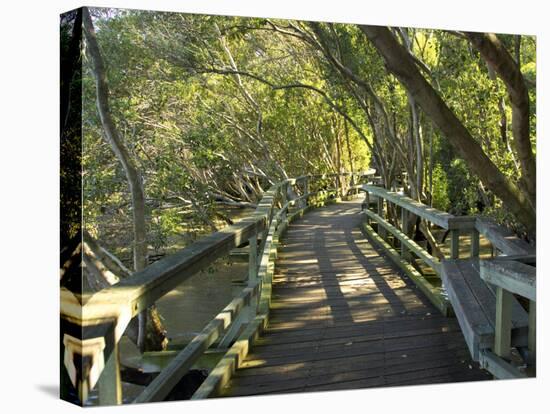 Mangrove Boardwalk, City Botanic Gardens, Brisbane, Queensland, Australia-David Wall-Premier Image Canvas