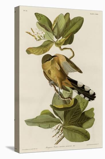 Mangrove Cuckoo-null-Premier Image Canvas