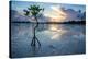 Mangrove Ecosystem At Sunset On Eleuthera, The Bahamas-Erik Kruthoff-Premier Image Canvas