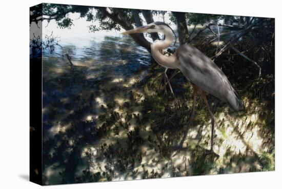 Mangrove Heron-Steve Hunziker-Stretched Canvas