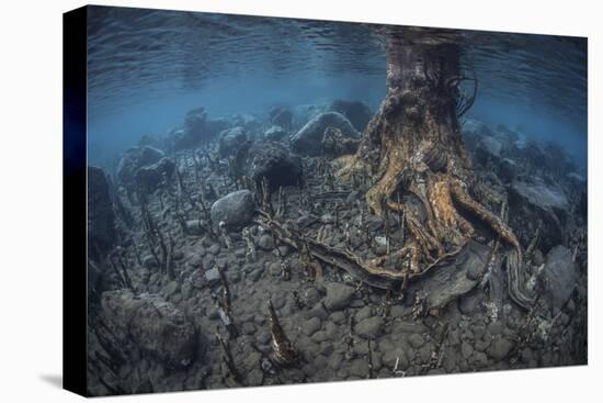 Mangrove Roots Rise from the Seafloor of an Island in Indonesia-Stocktrek Images-Premier Image Canvas