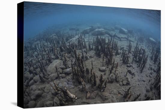 Mangrove Roots Rise from the Seafloor of an Island in Indonesia-Stocktrek Images-Premier Image Canvas