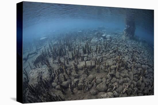 Mangrove Roots Rise from the Seafloor of an Island in Indonesia-Stocktrek Images-Premier Image Canvas