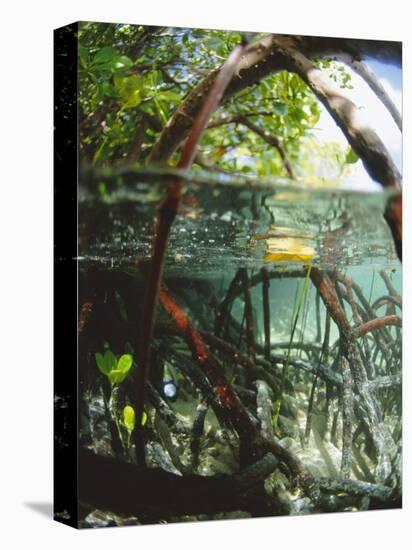 Mangrove Roots, Seychelles, Indian Ocean-Louise Murray-Premier Image Canvas