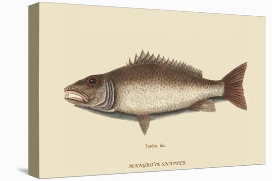 Mangrove Snapper-Mark Catesby-Stretched Canvas