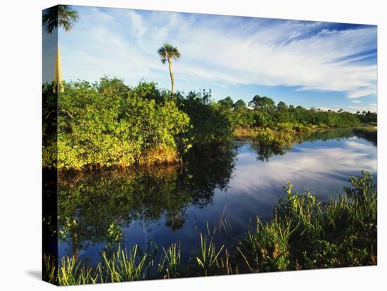 Mangrove Wetland Habitat, Merritt Island National Wildlife Refuge, Florida, USA-Adam Jones-Premier Image Canvas