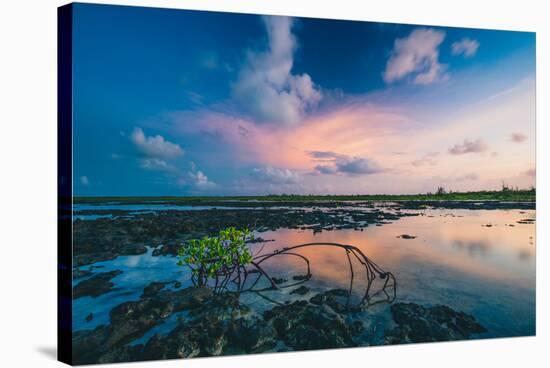 Mangroves At Sunset In Eleuthera, The Bahamas-Erik Kruthoff-Stretched Canvas