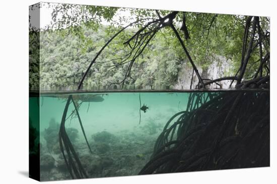 Mangroves Trees above and Underwater-Reinhard Dirscherl-Premier Image Canvas