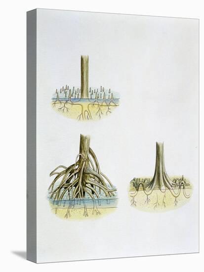 Mangroves with Roots Pneumatophores Sonneratia, Brugulera and Rhizophora-null-Premier Image Canvas