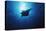 Mania Ray, Manta Alfredi, Island of Yap, Micronesia-Stuart Westmorland-Premier Image Canvas