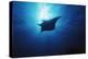 Mania Ray, Manta Alfredi, Island of Yap, Micronesia-Stuart Westmorland-Premier Image Canvas