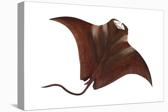 Manta (Manta Birostris), Fishes-Encyclopaedia Britannica-Stretched Canvas