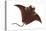 Manta (Manta Birostris), Fishes-Encyclopaedia Britannica-Stretched Canvas