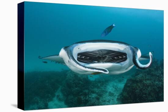 Manta Ray Filter Feeding over a Cleaning Station-Reinhard Dirscherl-Premier Image Canvas