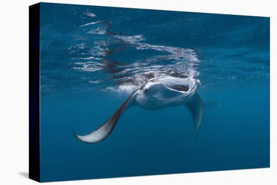 Manta Ray Filter Feeding-Reinhard Dirscherl-Premier Image Canvas