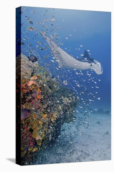 Manta Ray, Fish and Coral, Raja Ampat, Papua, Indonesia-Jaynes Gallery-Premier Image Canvas